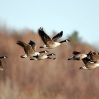 Empowering Communities to Protect Migratory Birds: A Regional Approach to Wetland Conservation